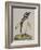 Illustration of a Penguin from 'Cimelia Physica. Figures of Rare and Curious Quadrupeds, Birds...'-John Frederick Miller-Framed Giclee Print