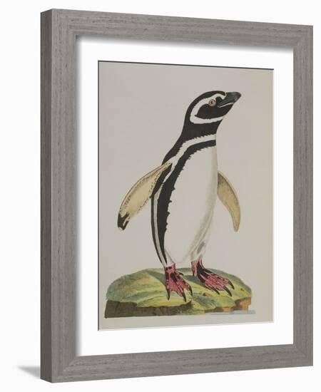 Illustration of a Penguin from 'Cimelia Physica. Figures of Rare and Curious Quadrupeds, Birds...'-John Frederick Miller-Framed Giclee Print