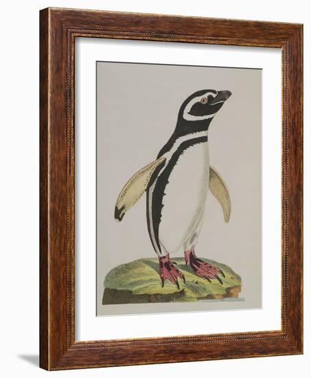 Illustration of a Penguin from 'Cimelia Physica. Figures of Rare and Curious Quadrupeds, Birds...'-John Frederick Miller-Framed Giclee Print