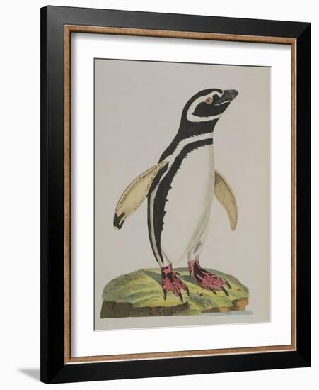 Illustration of a Penguin from 'Cimelia Physica. Figures of Rare and Curious Quadrupeds, Birds...'-John Frederick Miller-Framed Giclee Print