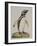 Illustration of a Penguin from 'Cimelia Physica. Figures of Rare and Curious Quadrupeds, Birds...'-John Frederick Miller-Framed Giclee Print