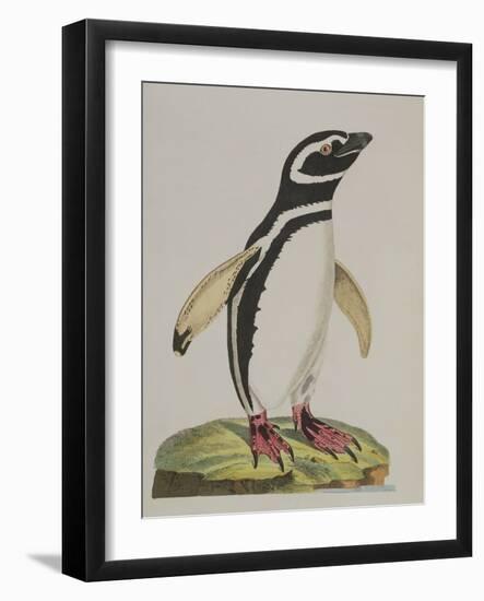 Illustration of a Penguin from 'Cimelia Physica. Figures of Rare and Curious Quadrupeds, Birds...'-John Frederick Miller-Framed Giclee Print