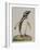 Illustration of a Penguin from 'Cimelia Physica. Figures of Rare and Curious Quadrupeds, Birds...'-John Frederick Miller-Framed Giclee Print