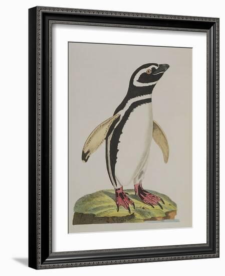 Illustration of a Penguin from 'Cimelia Physica. Figures of Rare and Curious Quadrupeds, Birds...'-John Frederick Miller-Framed Giclee Print