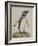 Illustration of a Penguin from 'Cimelia Physica. Figures of Rare and Curious Quadrupeds, Birds...'-John Frederick Miller-Framed Giclee Print