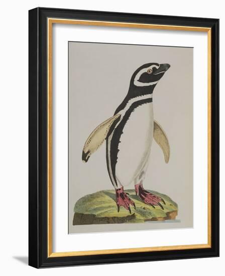 Illustration of a Penguin from 'Cimelia Physica. Figures of Rare and Curious Quadrupeds, Birds...'-John Frederick Miller-Framed Giclee Print