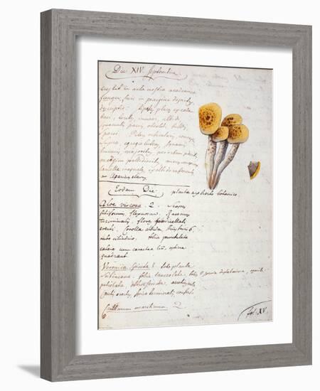 Illustration of a Species of Fungus, from 'Diarium Botanicum', 1786-Georges Cuvier-Framed Giclee Print