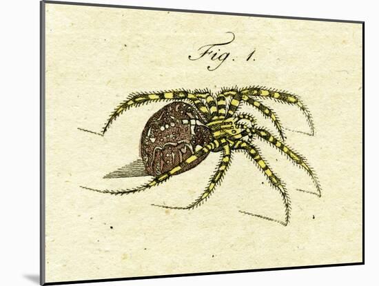 Illustration of a Spider, 1790-Jacob Xavier Schmuzer-Mounted Giclee Print