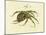 Illustration of a Spider, 1790-Jacob Xavier Schmuzer-Mounted Giclee Print