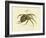Illustration of a Spider, 1790-Jacob Xavier Schmuzer-Framed Giclee Print