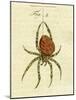 Illustration of a Spider, 1790-Jacob Xavier Schmuzer-Mounted Giclee Print