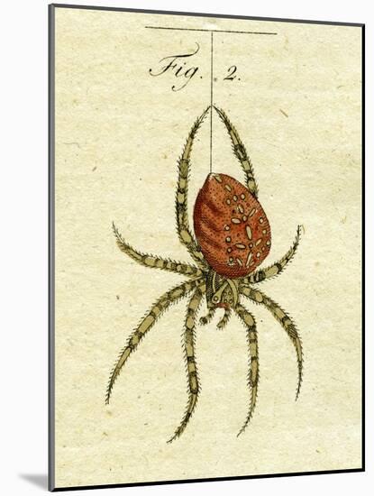 Illustration of a Spider, 1790-Jacob Xavier Schmuzer-Mounted Giclee Print