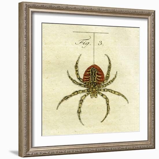 Illustration of a Spider, 1790-Jacob Xavier Schmuzer-Framed Giclee Print