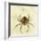 Illustration of a Spider, 1790-Jacob Xavier Schmuzer-Framed Giclee Print