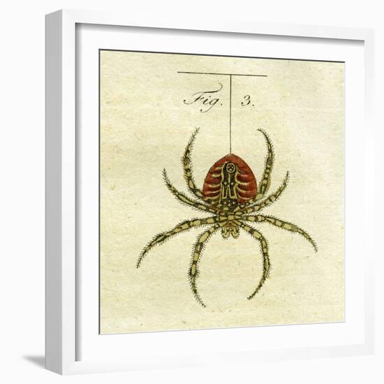 Illustration of a Spider, 1790-Jacob Xavier Schmuzer-Framed Giclee Print