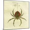 Illustration of a Spider, 1790-Jacob Xavier Schmuzer-Mounted Giclee Print