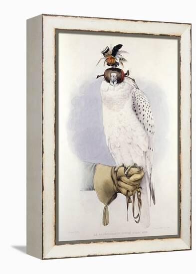 Illustration of a White Hawk-null-Framed Premier Image Canvas