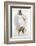 Illustration of a White Hawk-null-Framed Photographic Print