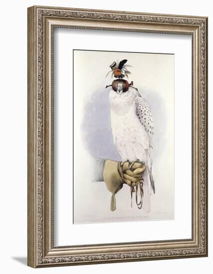 Illustration of a White Hawk-null-Framed Photographic Print