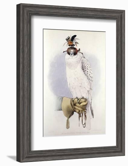 Illustration of a White Hawk-null-Framed Photographic Print