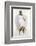 Illustration of a White Hawk-null-Framed Photographic Print