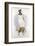 Illustration of a White Hawk-null-Framed Photographic Print