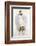 Illustration of a White Hawk-null-Framed Photographic Print