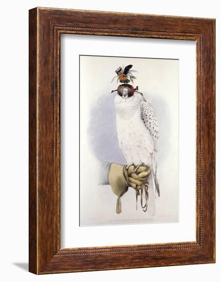 Illustration of a White Hawk-null-Framed Photographic Print