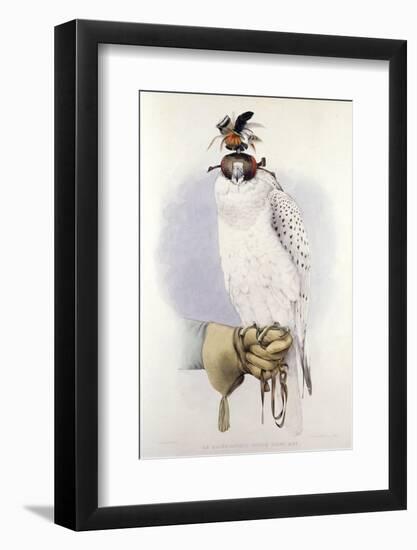 Illustration of a White Hawk-null-Framed Photographic Print