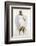 Illustration of a White Hawk-null-Framed Photographic Print