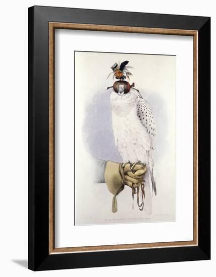 Illustration of a White Hawk-null-Framed Photographic Print