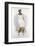 Illustration of a White Hawk-null-Framed Photographic Print