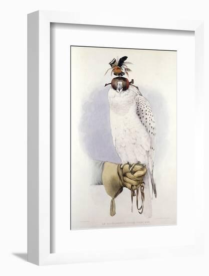 Illustration of a White Hawk-null-Framed Photographic Print