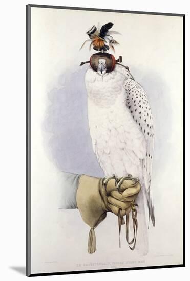 Illustration of a White Hawk-null-Mounted Photographic Print