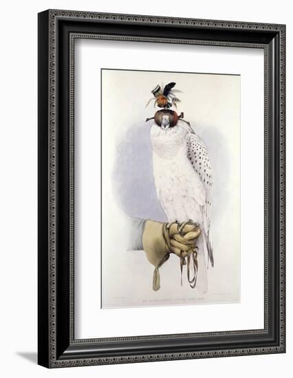 Illustration of a White Hawk-null-Framed Photographic Print