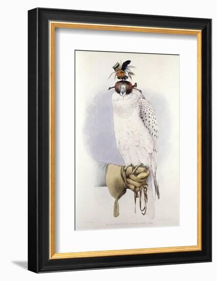 Illustration of a White Hawk-null-Framed Photographic Print