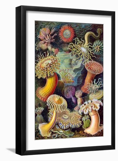 Illustration of Actiniae by Ernst Haeckel-null-Framed Giclee Print