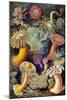 Illustration of Actiniae by Ernst Haeckel-null-Mounted Giclee Print