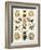 Illustration of Arachnida by Ernst Haeckel-null-Framed Giclee Print