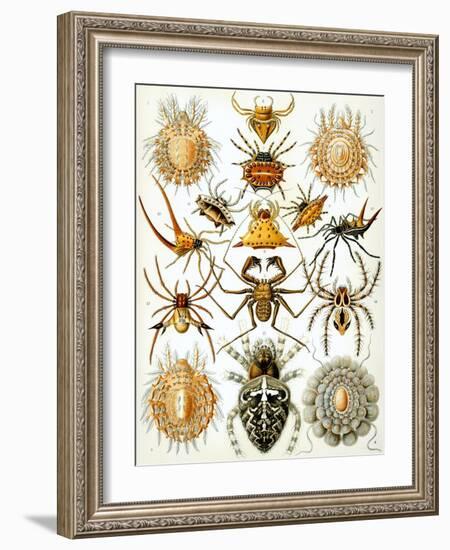 Illustration of Arachnida by Ernst Haeckel-null-Framed Giclee Print