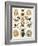 Illustration of Arachnida by Ernst Haeckel-null-Framed Giclee Print