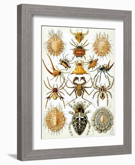 Illustration of Arachnida by Ernst Haeckel-null-Framed Giclee Print