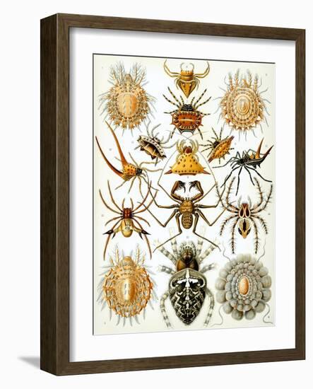 Illustration of Arachnida by Ernst Haeckel-null-Framed Giclee Print