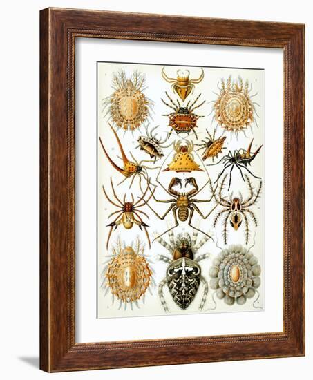 Illustration of Arachnida by Ernst Haeckel-null-Framed Giclee Print