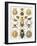 Illustration of Arachnida by Ernst Haeckel-null-Framed Giclee Print