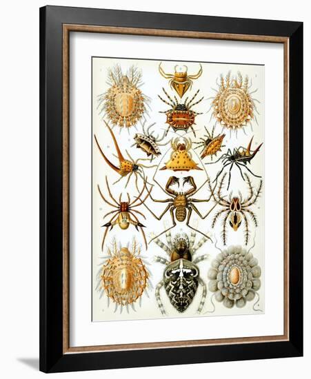 Illustration of Arachnida by Ernst Haeckel-null-Framed Giclee Print