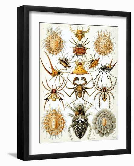 Illustration of Arachnida by Ernst Haeckel-null-Framed Giclee Print