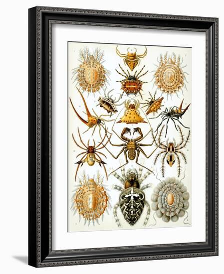 Illustration of Arachnida by Ernst Haeckel-null-Framed Giclee Print