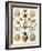 Illustration of Arachnida by Ernst Haeckel-null-Framed Giclee Print