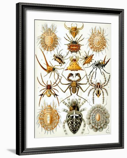 Illustration of Arachnida by Ernst Haeckel-null-Framed Giclee Print